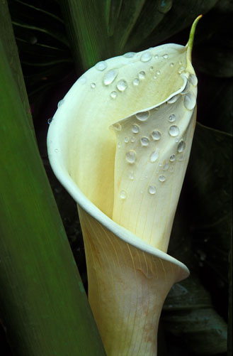 Calla-Lily.jpg