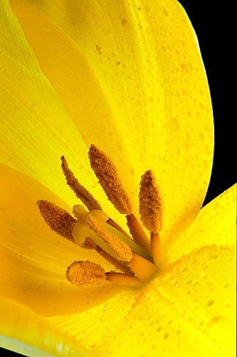 Golden-Tulip.jpg