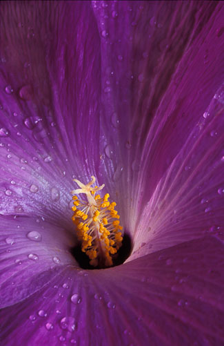 Lavendar-HIbiscus---2.jpg