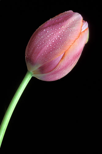Tulip--2.jpg