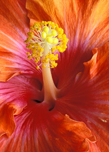 hibiscus-macro.jpg
