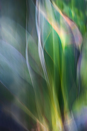 20260320_ICM_BotanicalGardens_151-Edit-Edit.jpg