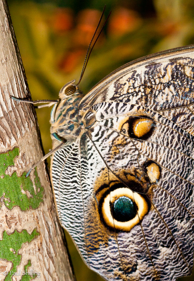 Blue-Morpho.jpg