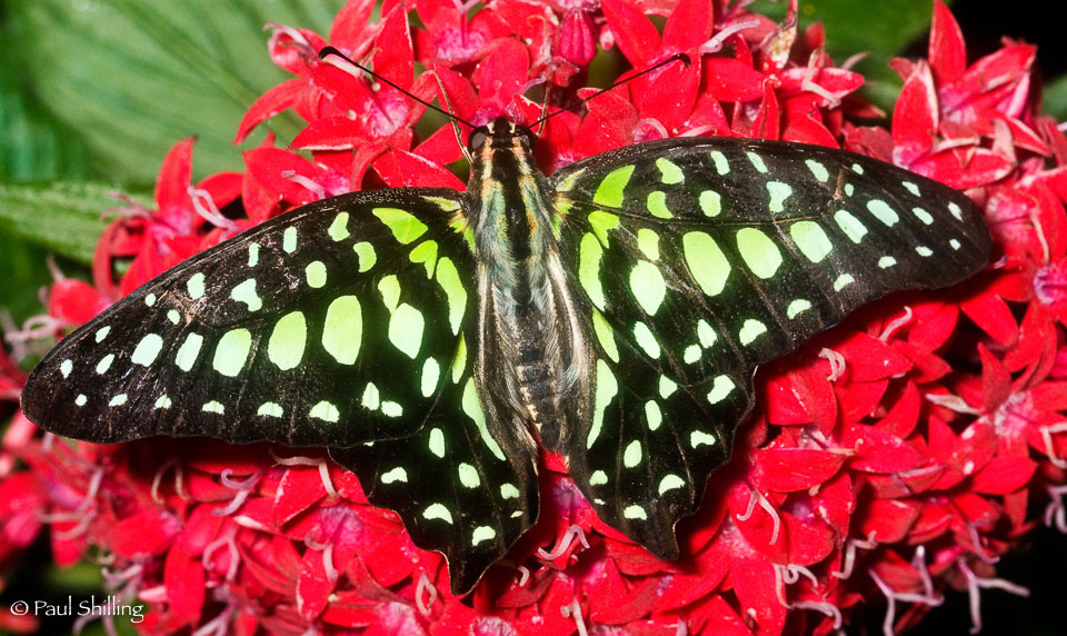 Butterfly---Red-Flowers.jpg