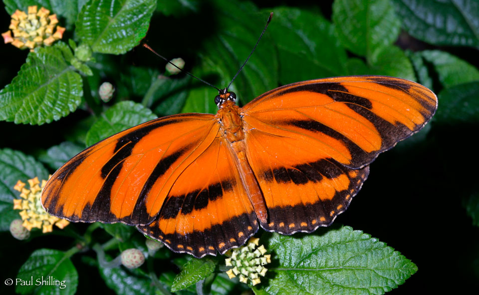 Orange-Fritillary.jpg