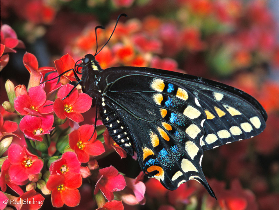 Swallowtail_butterfly-L.jpg