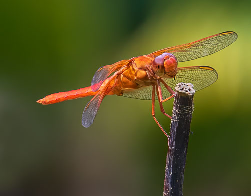 Dragonfly2.jpg