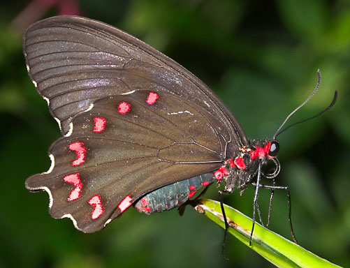 Exotic-Butterfly--2.jpg