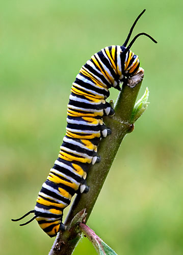 Monarch-Caterpillar--2.jpg