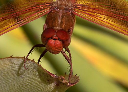 RedDragonFlyPortrait.jpg